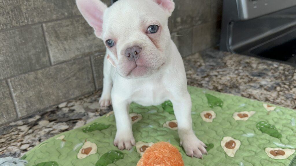 Evan | Cream French Bulldog Male | Available Sep 2025