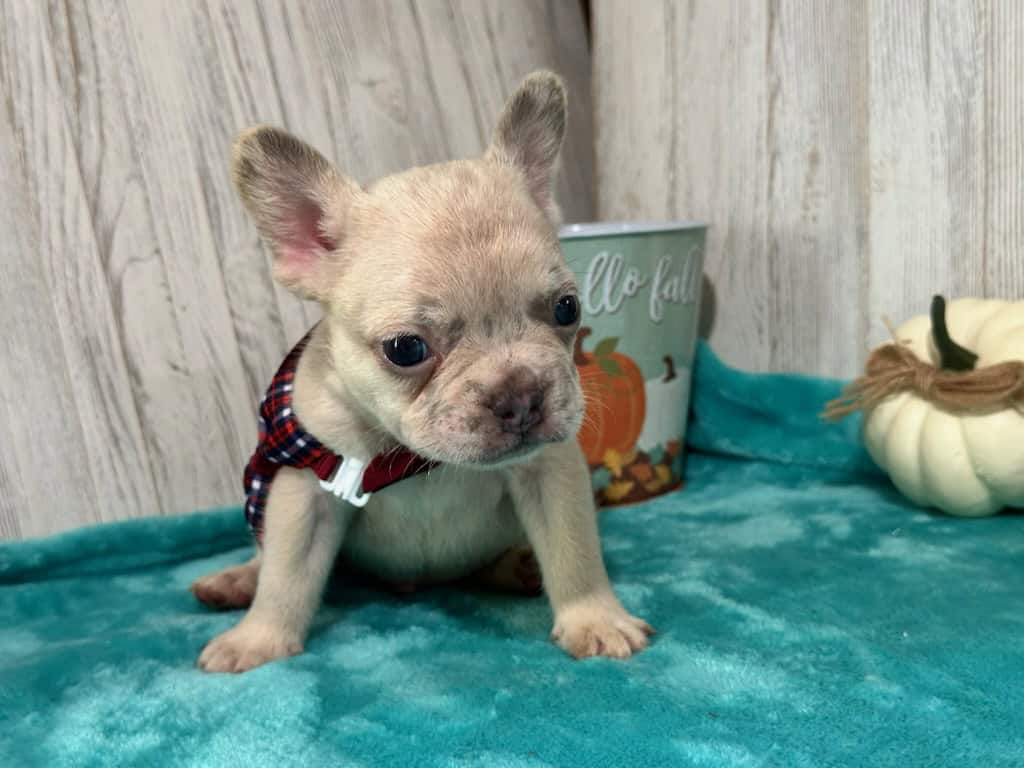 Kipling | Lilac Fawn French Bulldog Male | Available in Oct 2025