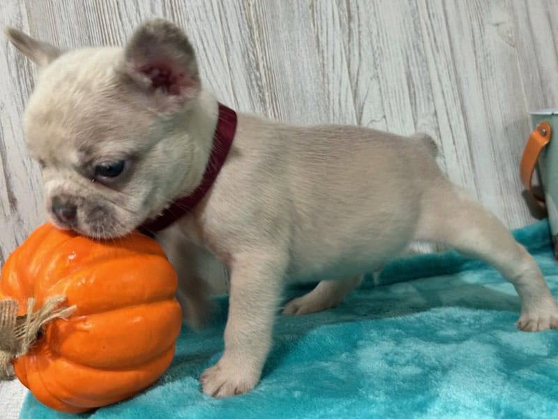 Kipling | Lilac Fawn French Bulldog Male | Available in Oct 2025
