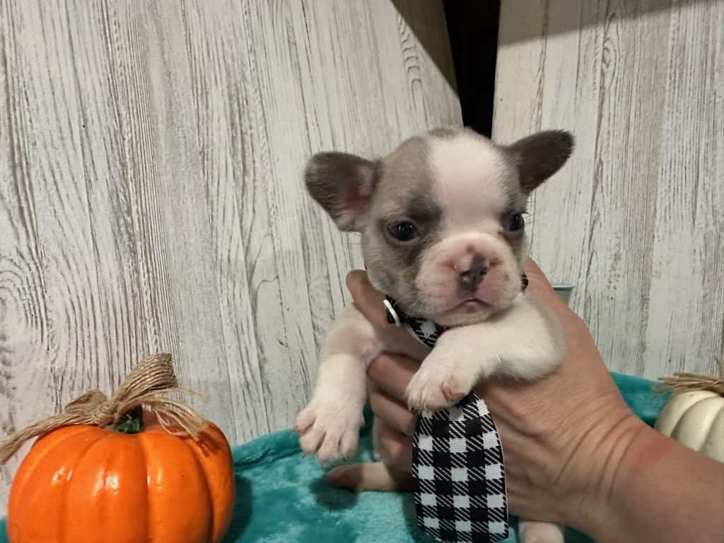 Kevin | Blue Fawn & White French Bulldog Male | Available in Oct 2025