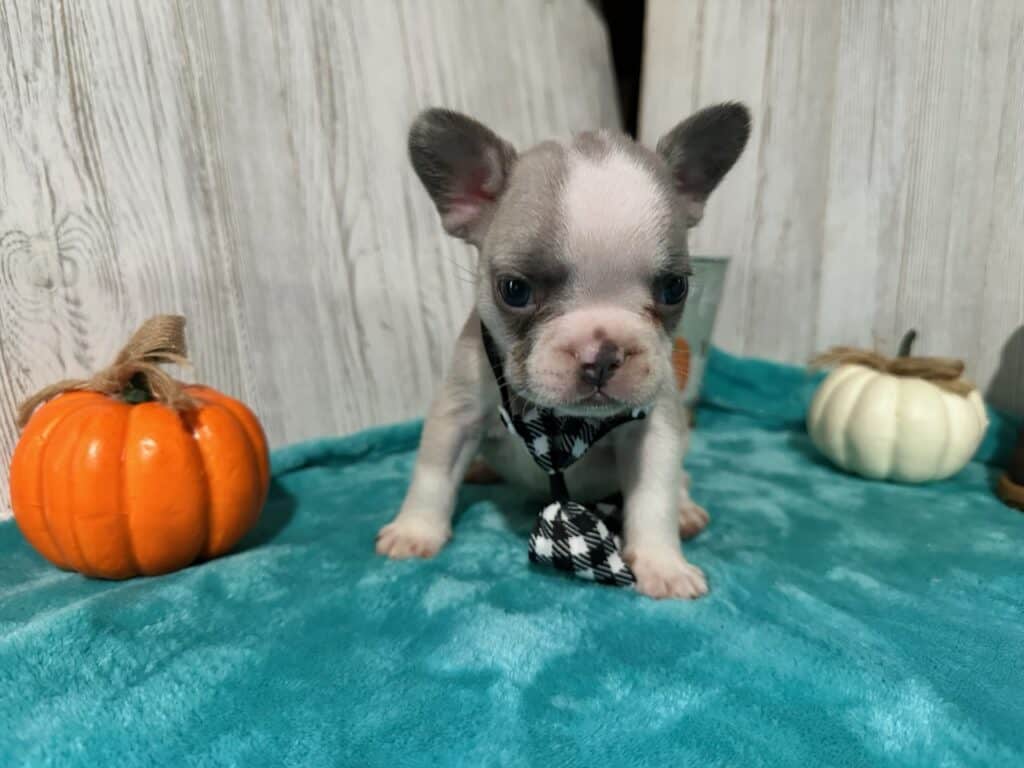 Kevin | Blue Fawn & White French Bulldog Male | Available in Oct 2025