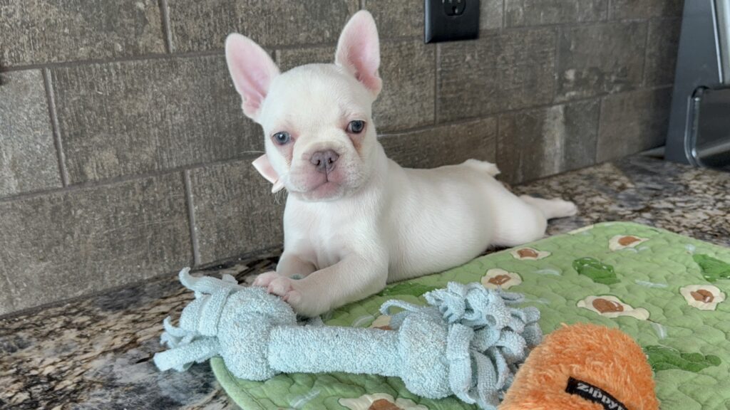 Evan | Cream French Bulldog Male | Available Sep 2025