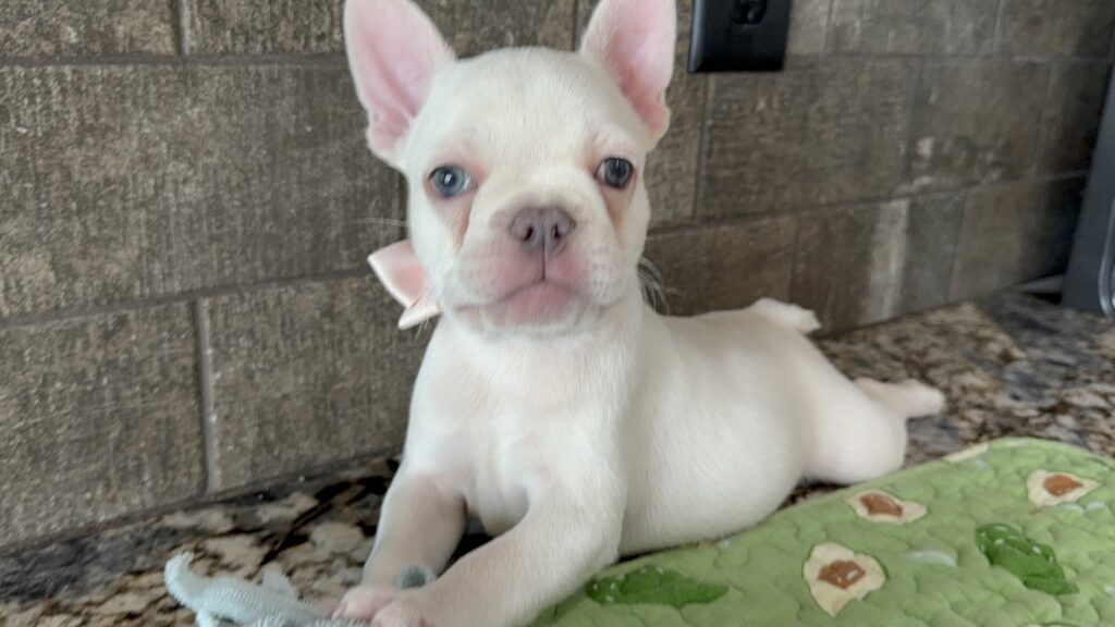 Evan | Cream French Bulldog Male | Available Sep 2025