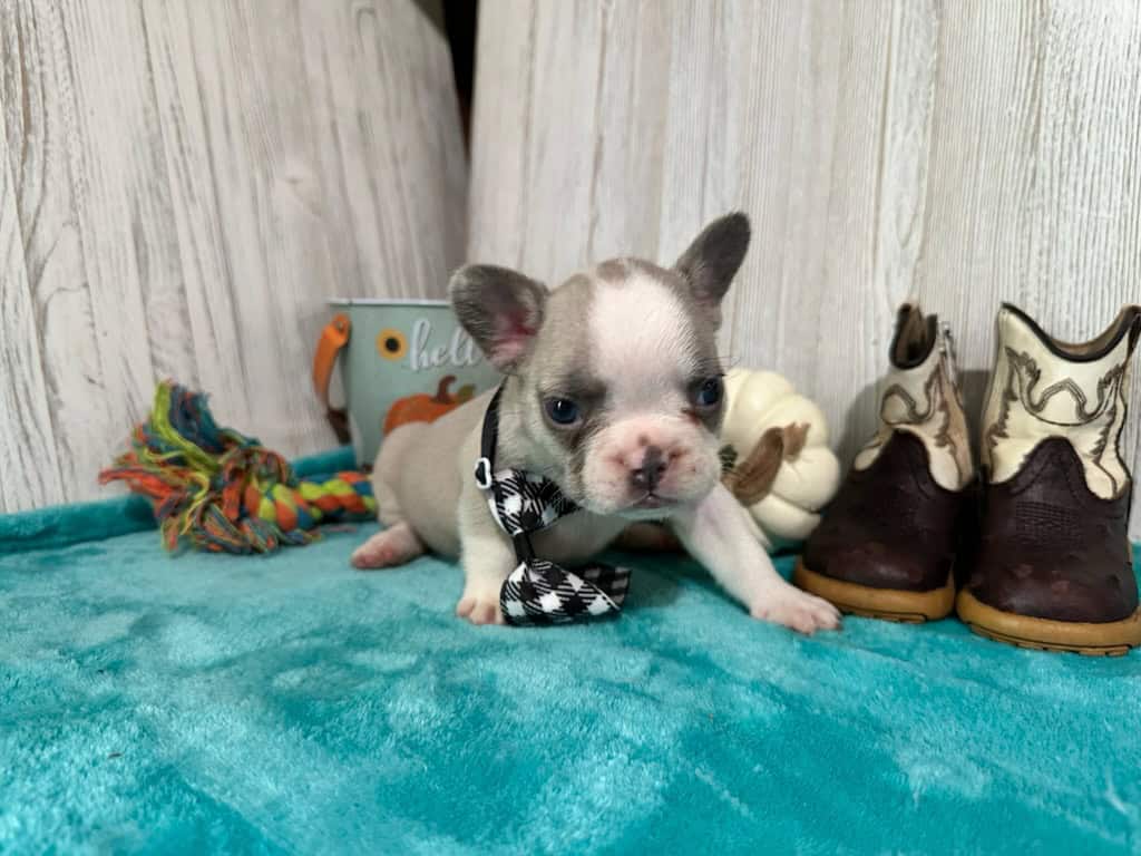 Kevin | Blue Fawn & White French Bulldog Male | Available in Oct 2025