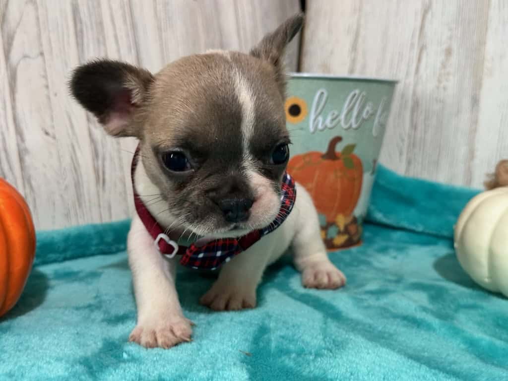 Kirby | Fawn Pied French Bulldog Male | Available in Oct 2025