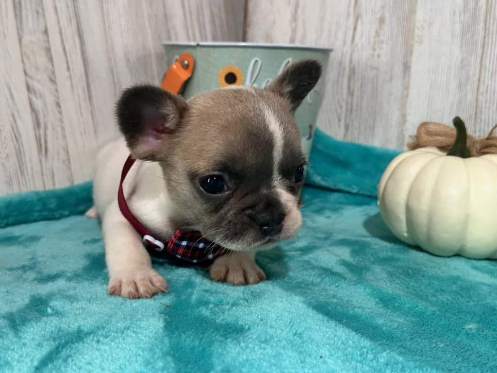 Kirby | Fawn Pied French Bulldog Male | Available in Oct 2025