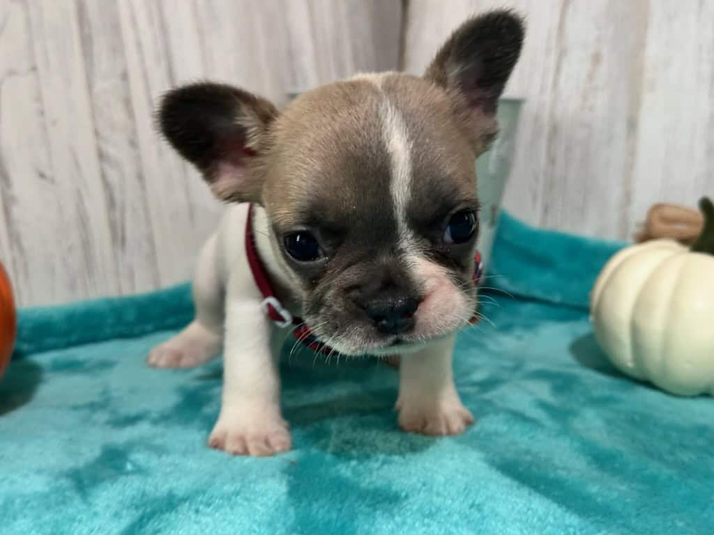 Kirby | Fawn Pied French Bulldog Male | Available in Oct 2025