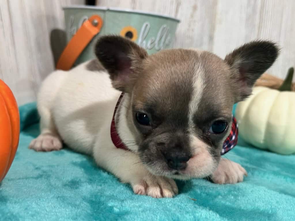 Kirby | Fawn Pied French Bulldog Male | Available in Oct 2025