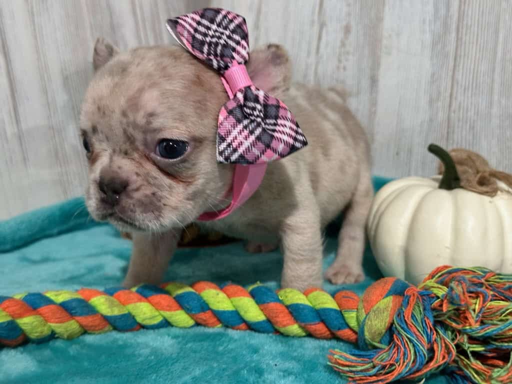 Kiara | Blue Fawn Merle French Bulldog Female | Available in Oct 2025