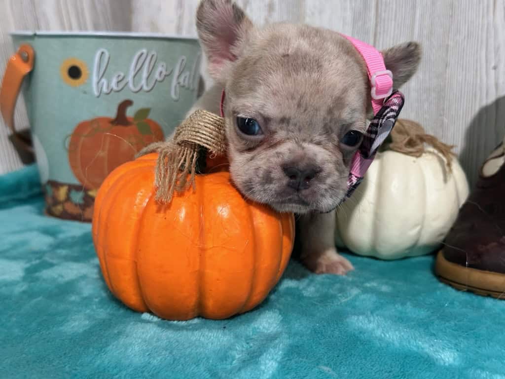 Kiara | Blue Fawn Merle French Bulldog Female | Available in Oct 2025