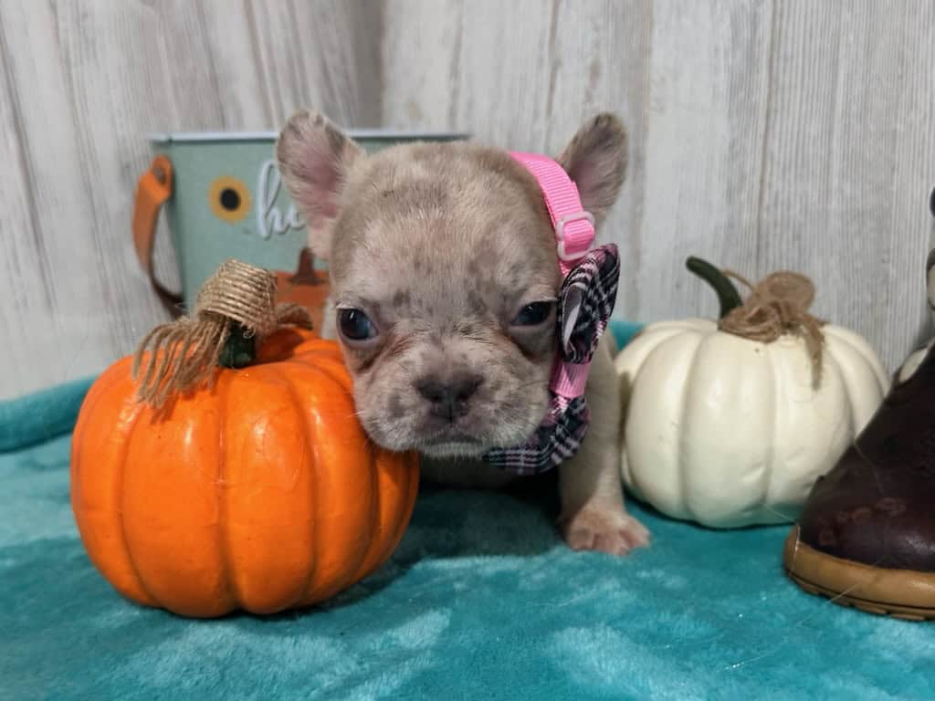 Kiara | Blue Fawn Merle French Bulldog Female | Available in Oct 2025
