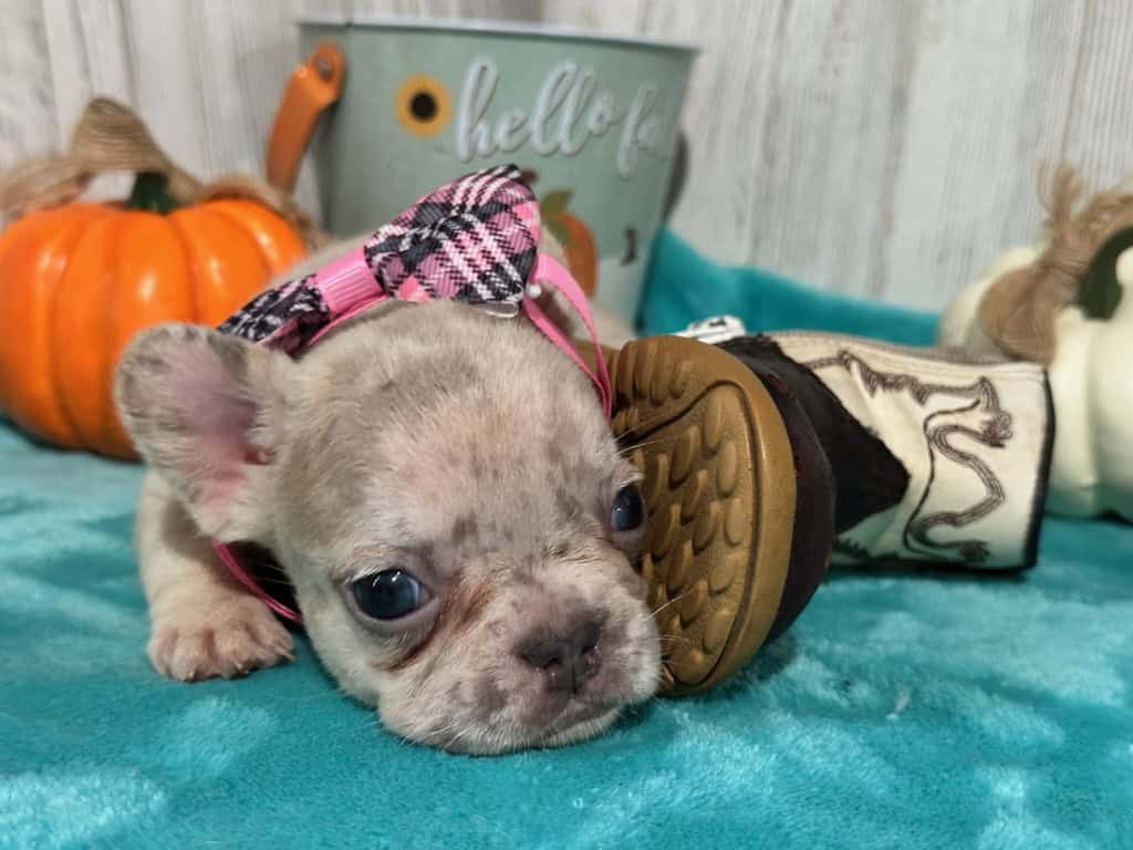 Kiara | Blue Fawn Merle French Bulldog Female | Available in Oct 2025