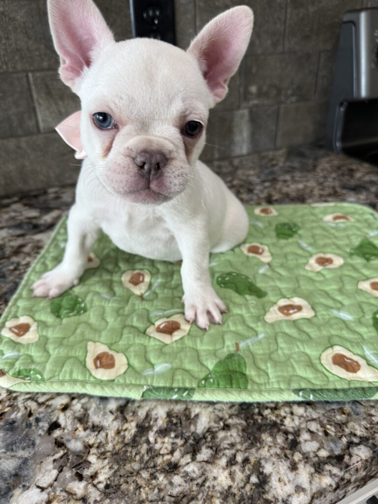 Evan | Cream French Bulldog Male | Available Sep 2025
