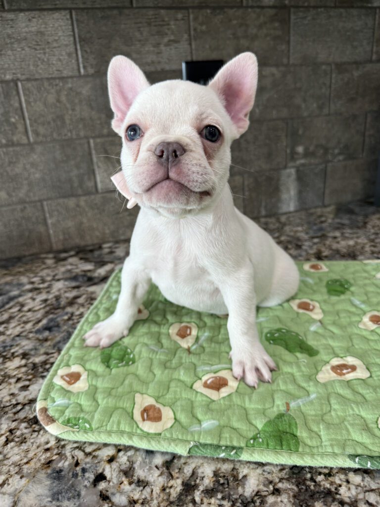 Evan | Cream French Bulldog Male | Available Sep 2025