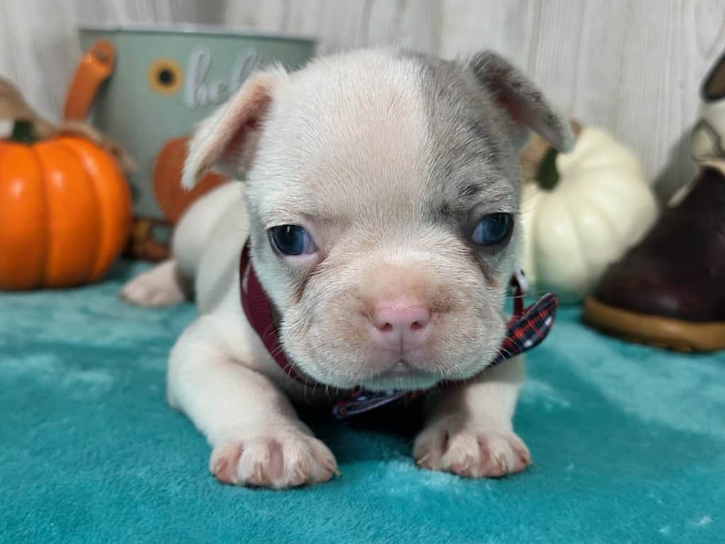 Kate | Blue Merle Pied French Bulldog Female | Available in Oct 2025