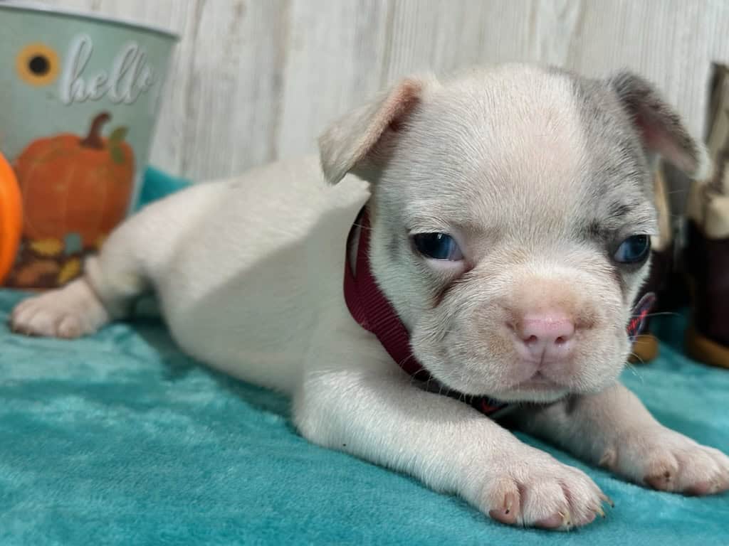 Kate | Blue Merle Pied French Bulldog Female | Available in Oct 2025