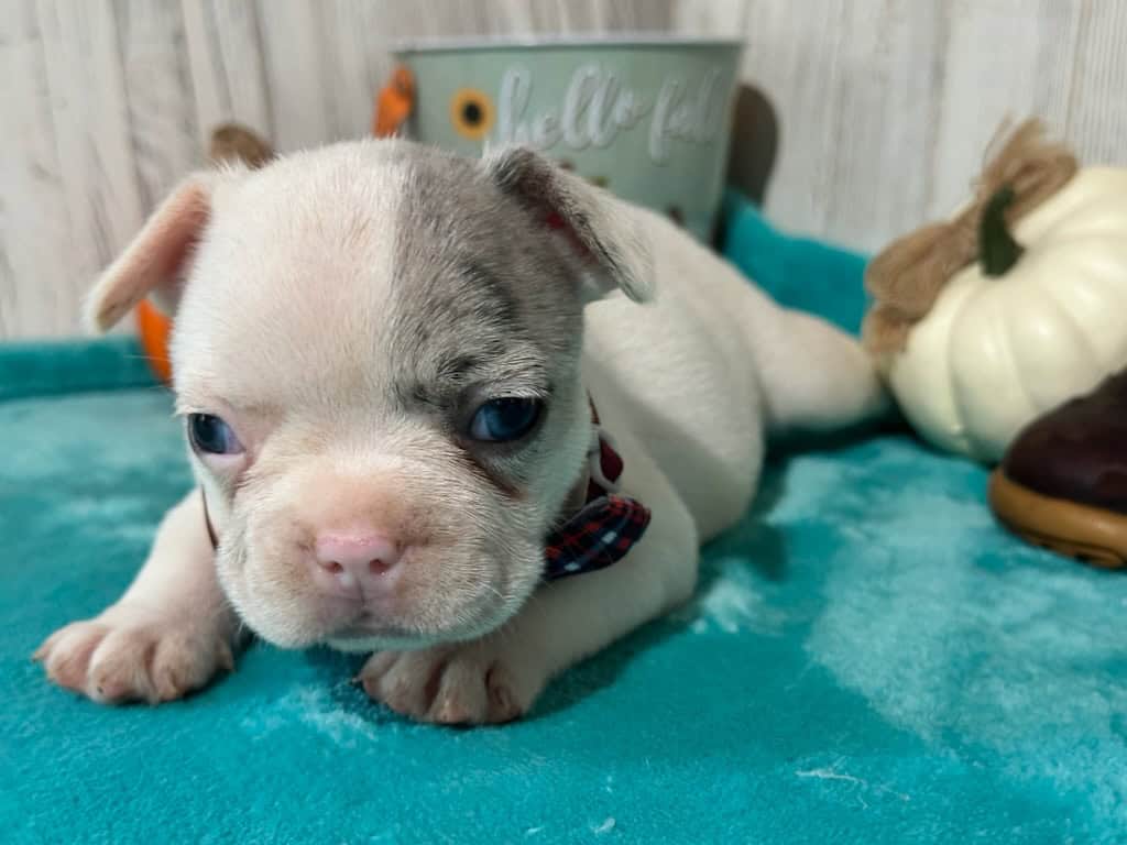 Kate | Blue Merle Pied French Bulldog Female | Available in Oct 2025