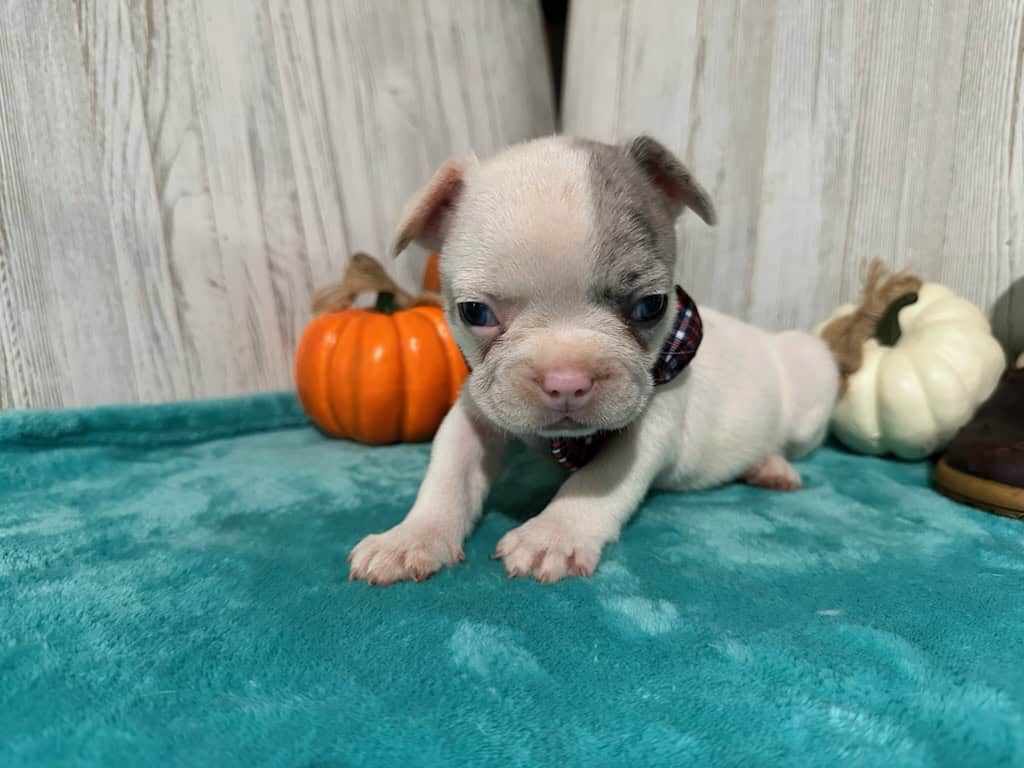 Kate | Blue Merle Pied French Bulldog Female | Available in Oct 2025