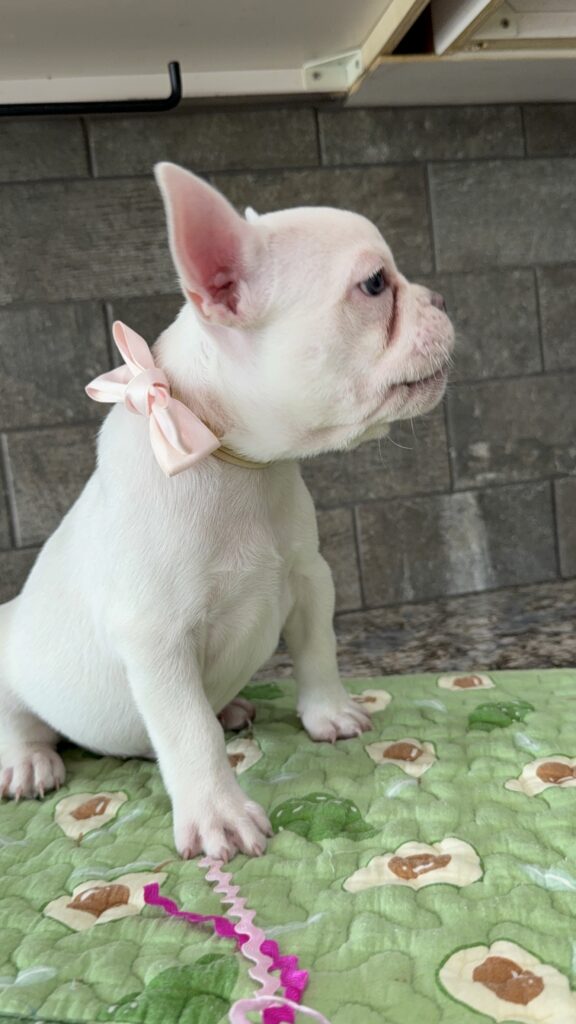 Evan | Cream French Bulldog Male | Available Sep 2025