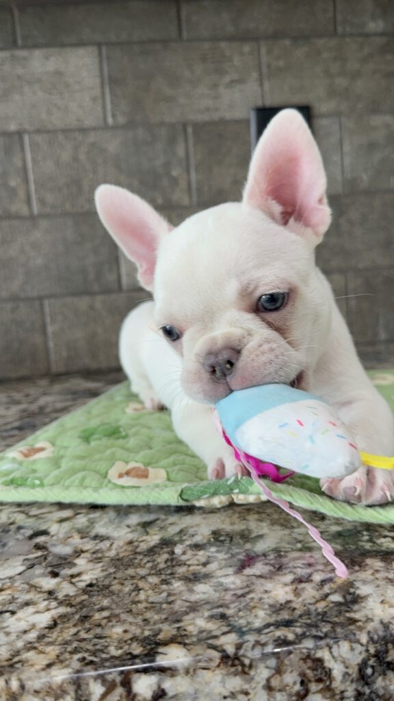 Evan | Cream French Bulldog Male | Available Sep 2025