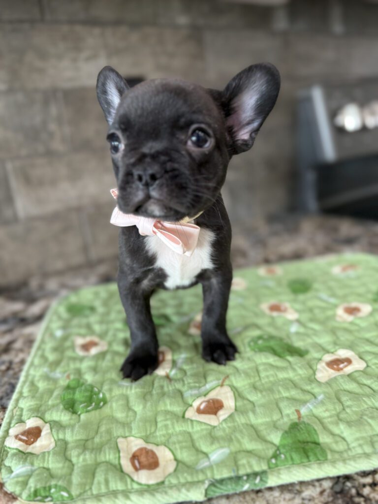 Ethan | Brindle French Bulldog Male | Available Sep 2025