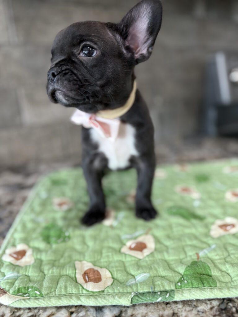 Ethan | Brindle French Bulldog Male | Available Sep 2025