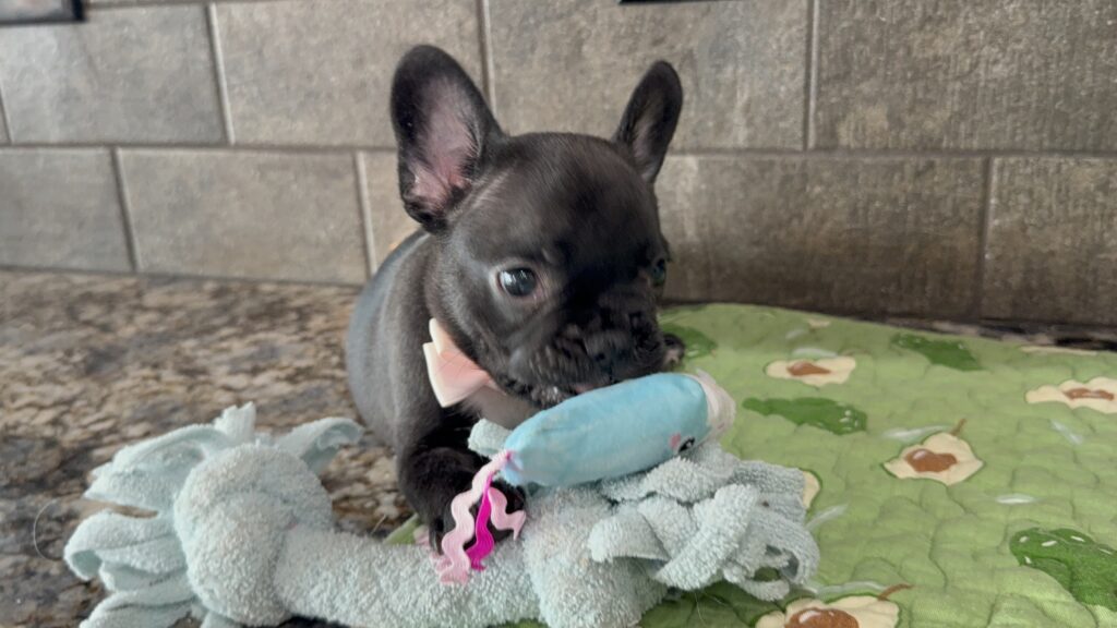 Ethan | Brindle French Bulldog Male | Available Sep 2025
