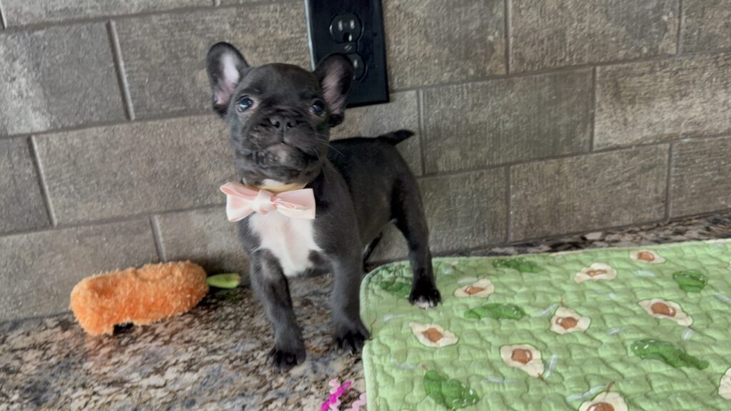 Ethan | Brindle French Bulldog Male | Available Sep 2025