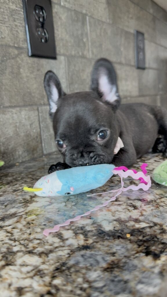 Ethan | Brindle French Bulldog Male | Available Sep 2025
