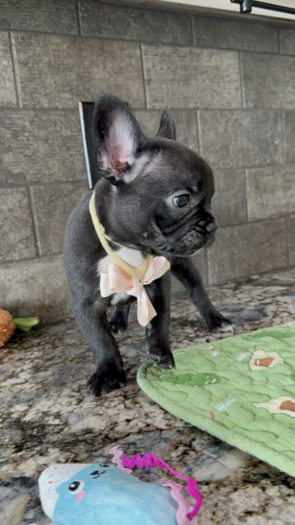 Ethan | Brindle French Bulldog Male | Available Sep 2025