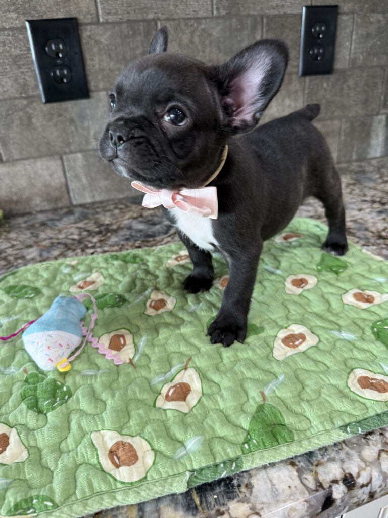 Ethan | Brindle French Bulldog Male | Available Sep 2025