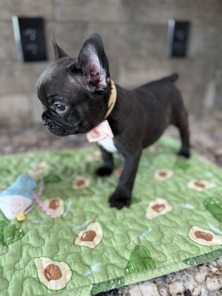 Ethan | Brindle French Bulldog Male | Available Sep 2025