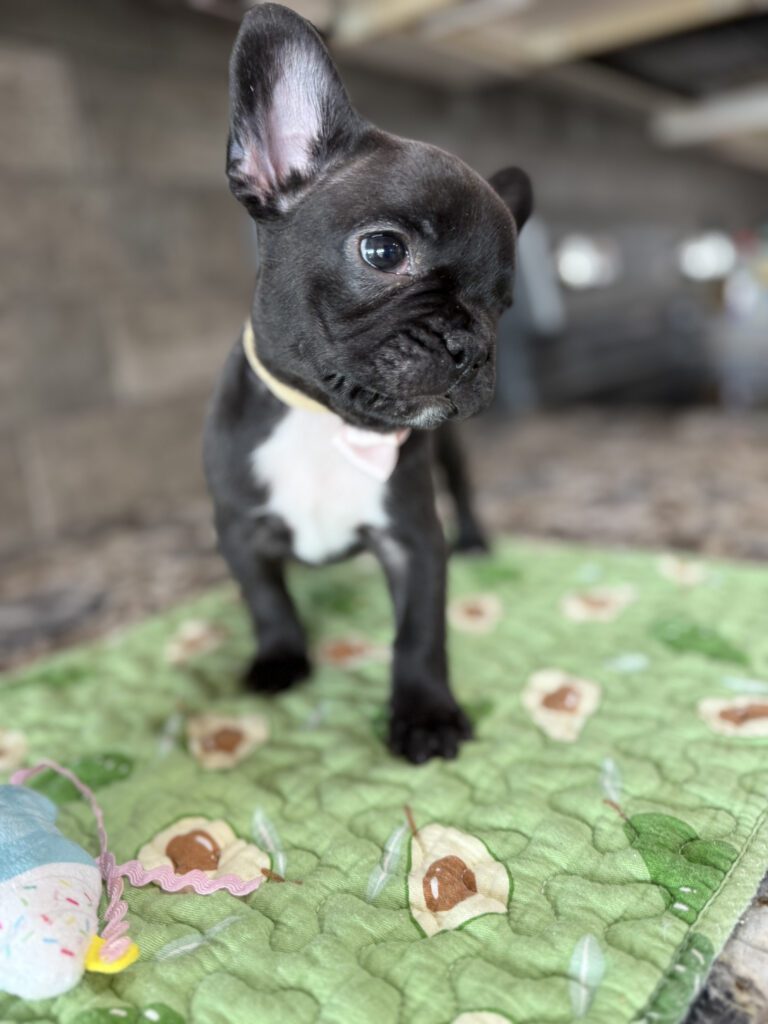 Ethan | Brindle French Bulldog Male | Available Sep 2025