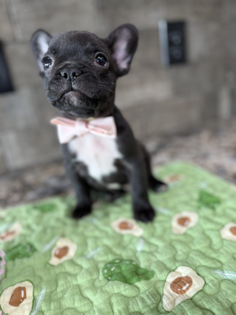Ethan | Brindle French Bulldog Male | Available Sep 2025