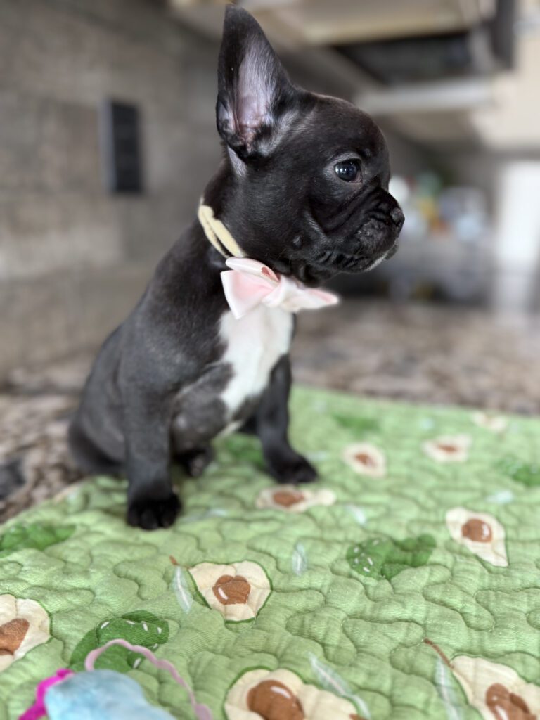 Ethan | Brindle French Bulldog Male | Available Sep 2025