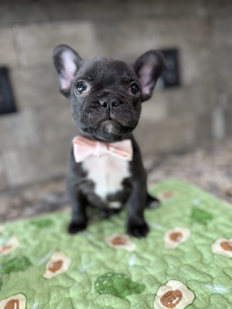 Ethan | Brindle French Bulldog Male | Available Sep 2025
