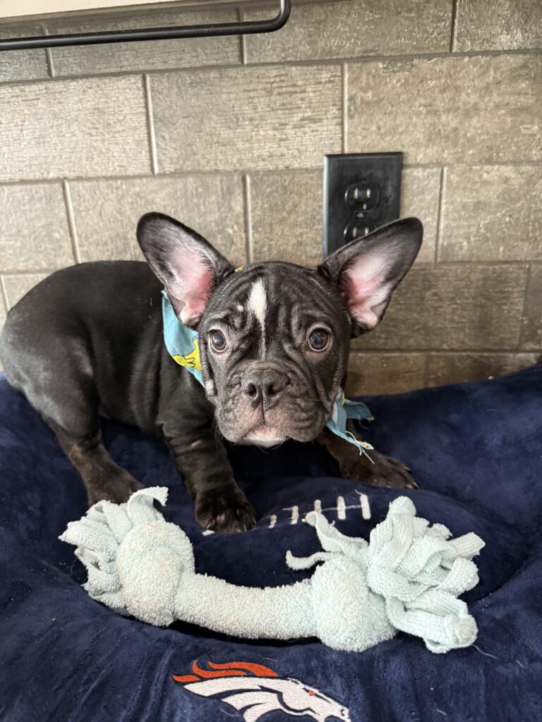 Badger | Black & White French Bulldog Male | Available Now | The Goofy One