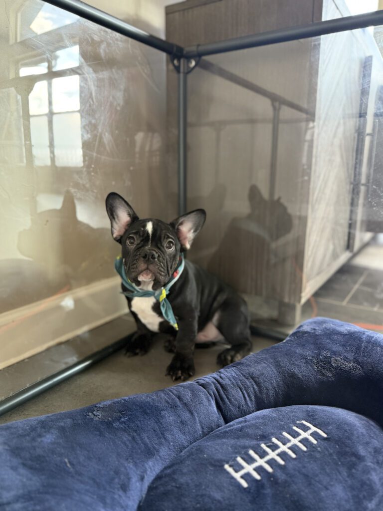 Badger | Black & White French Bulldog Male | Available Now | The Goofy One