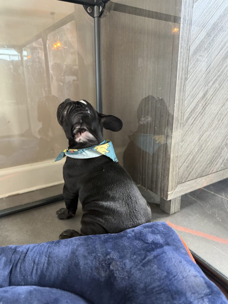 Badger | Black & White French Bulldog Male | Available Now | The Goofy One