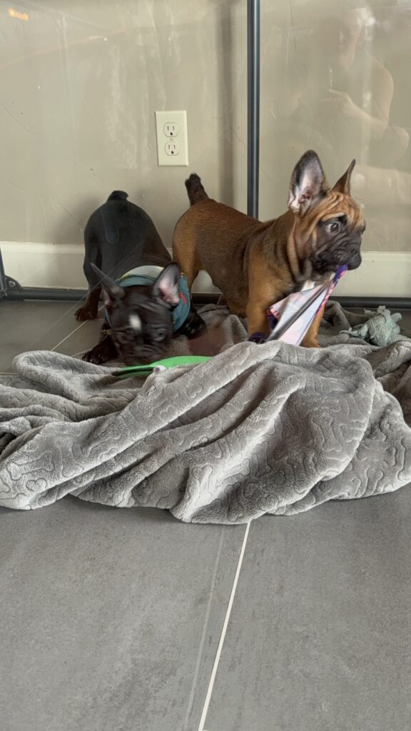 Bear | Sable French Bulldog Male | Available Now | The Magnetic One