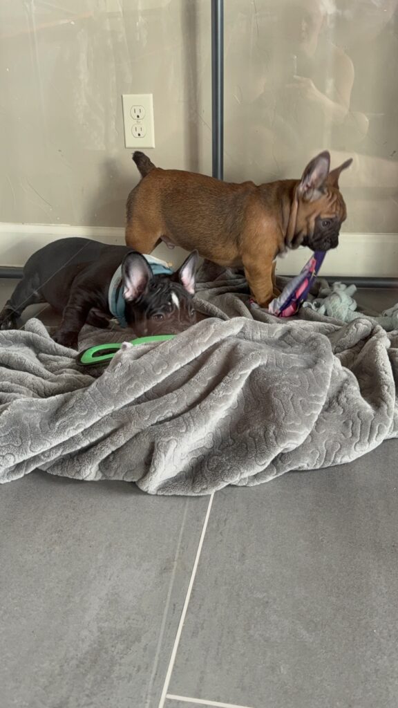 Bear | Sable French Bulldog Male | Available Now | The Magnetic One