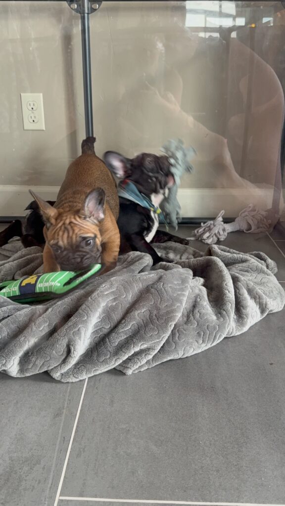 Bear | Sable French Bulldog Male | Available Now | The Magnetic One