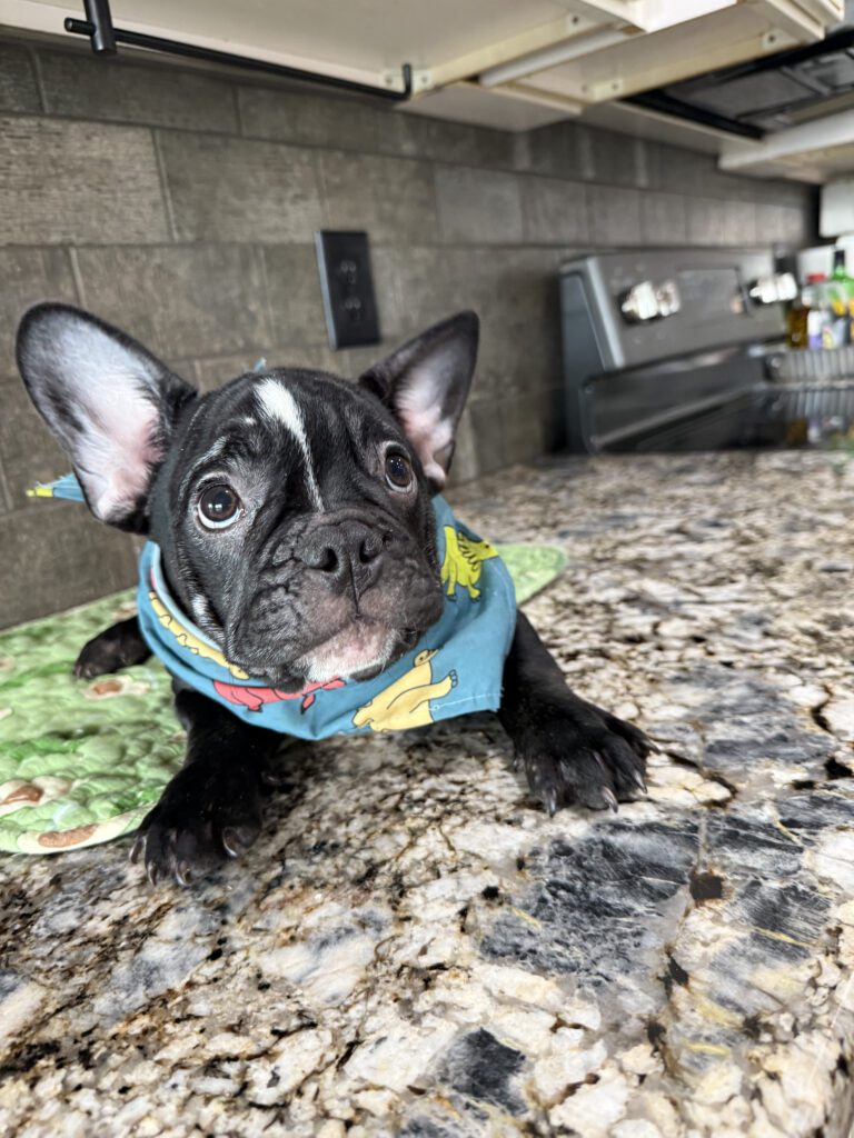 Badger | Black & White French Bulldog Male | Available Now | The Goofy One