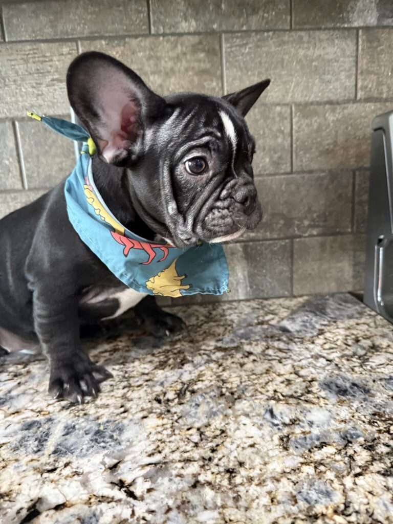 Badger | Black & White French Bulldog Male | Available Now | The Goofy One