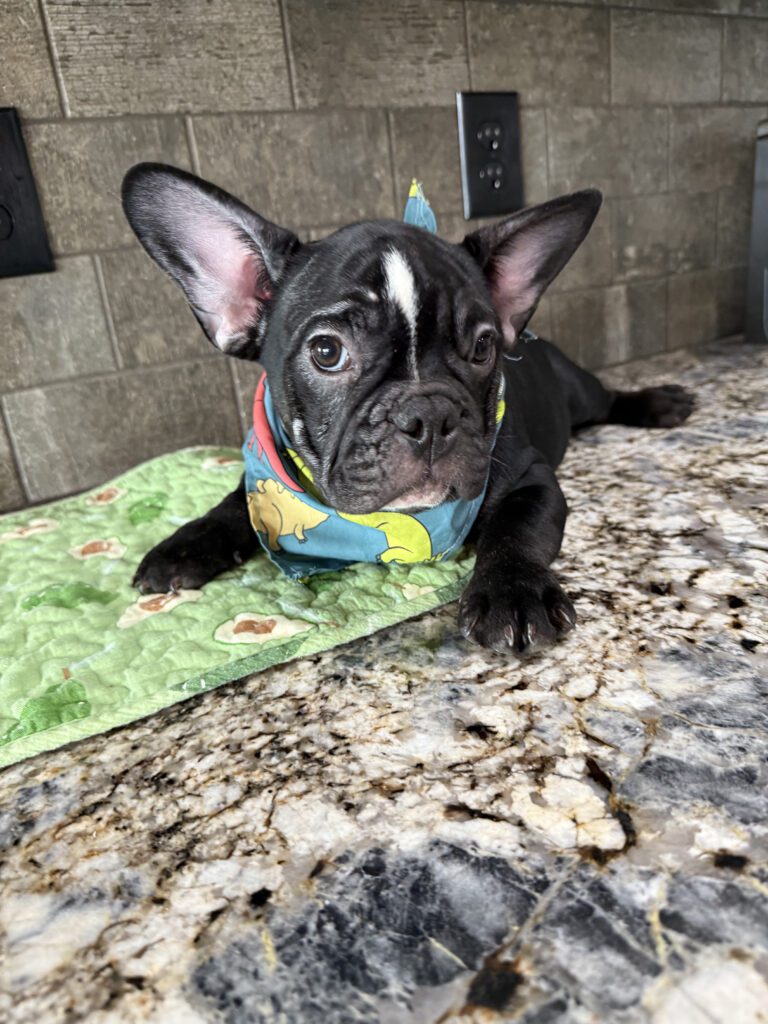 Badger | Black & White French Bulldog Male | Available Now | The Goofy One