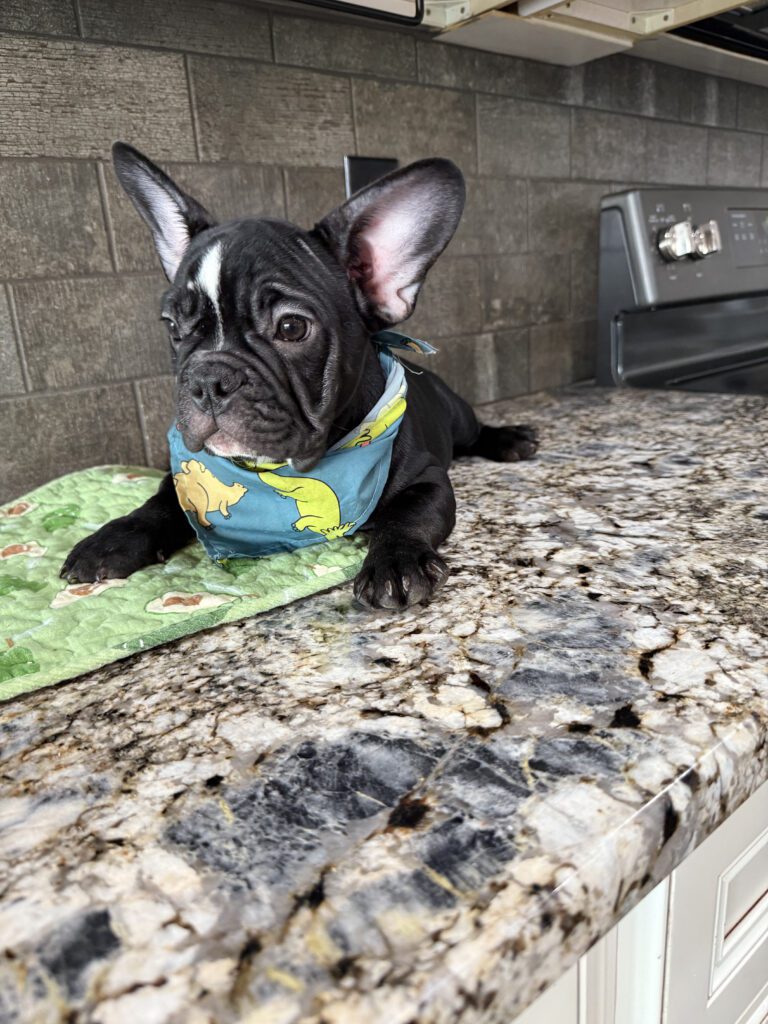 Badger | Black & White French Bulldog Male | Available Now | The Goofy One