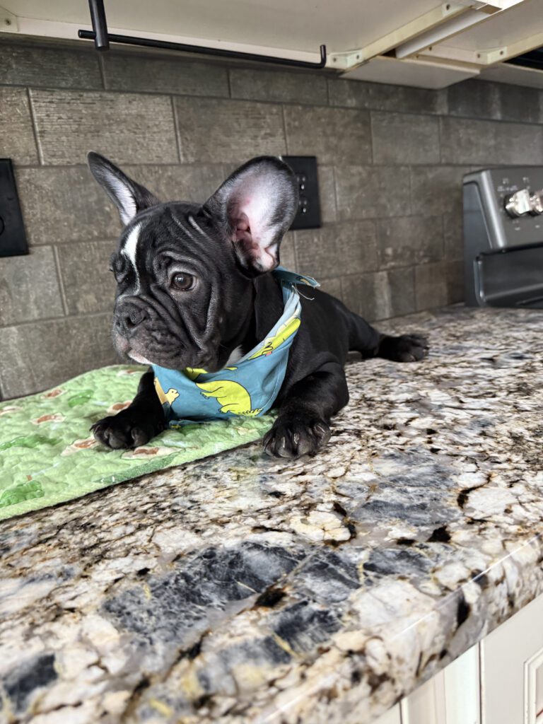 Badger | Black & White French Bulldog Male | Available Now | The Goofy One