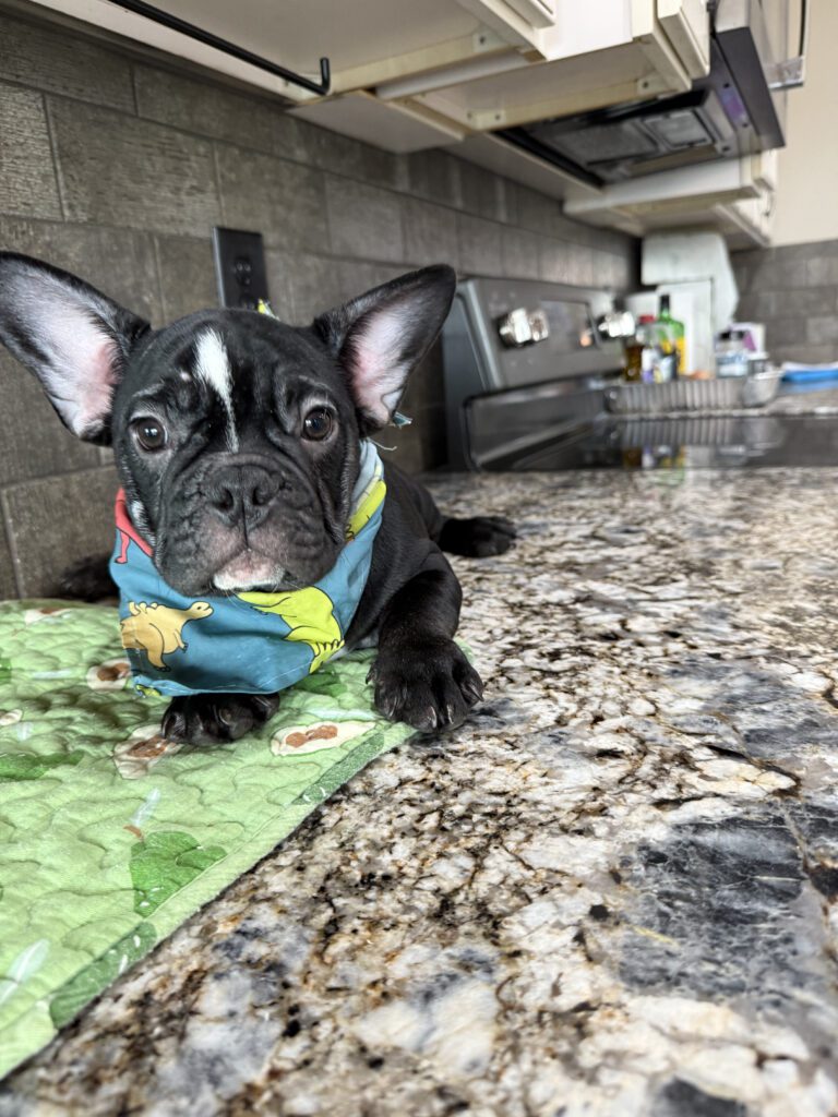 Badger | Black & White French Bulldog Male | Available Now | The Goofy One