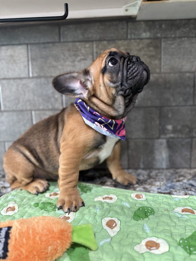 Bear | Sable French Bulldog Male | Available Now | The Magnetic One