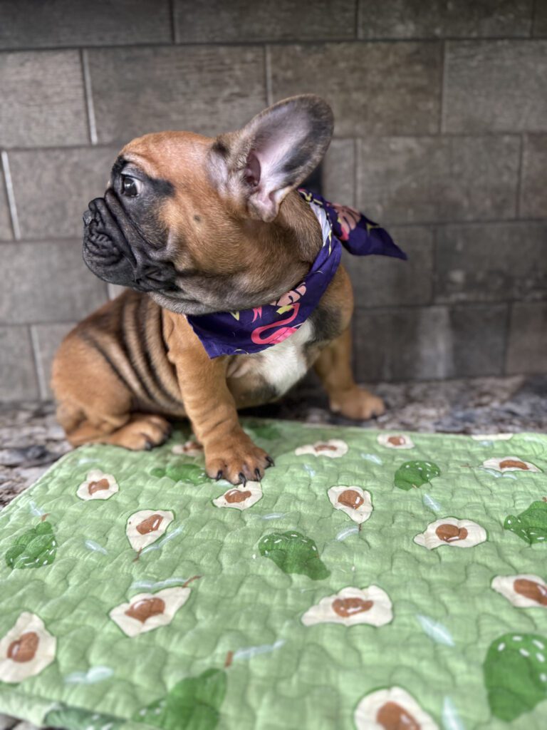 Bear | Sable French Bulldog Male | Available Now | The Magnetic One